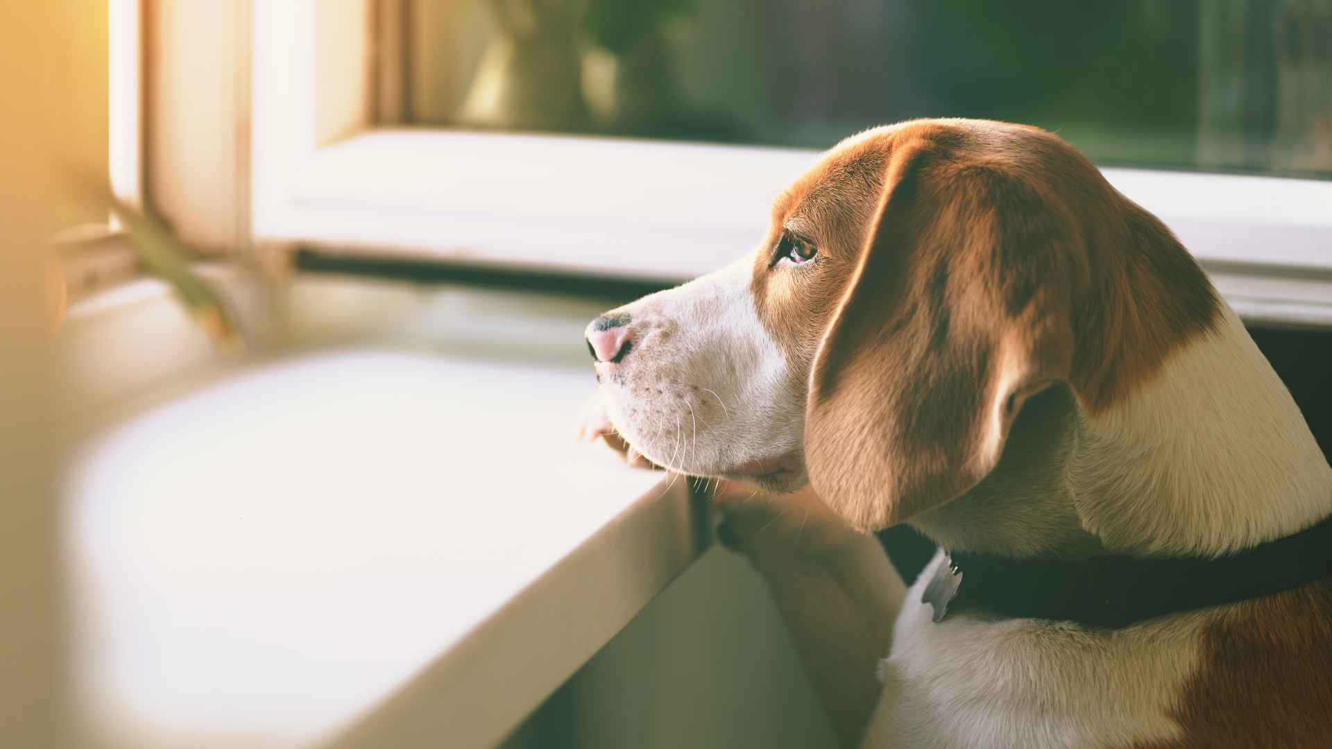 Work, school, separation anxiety