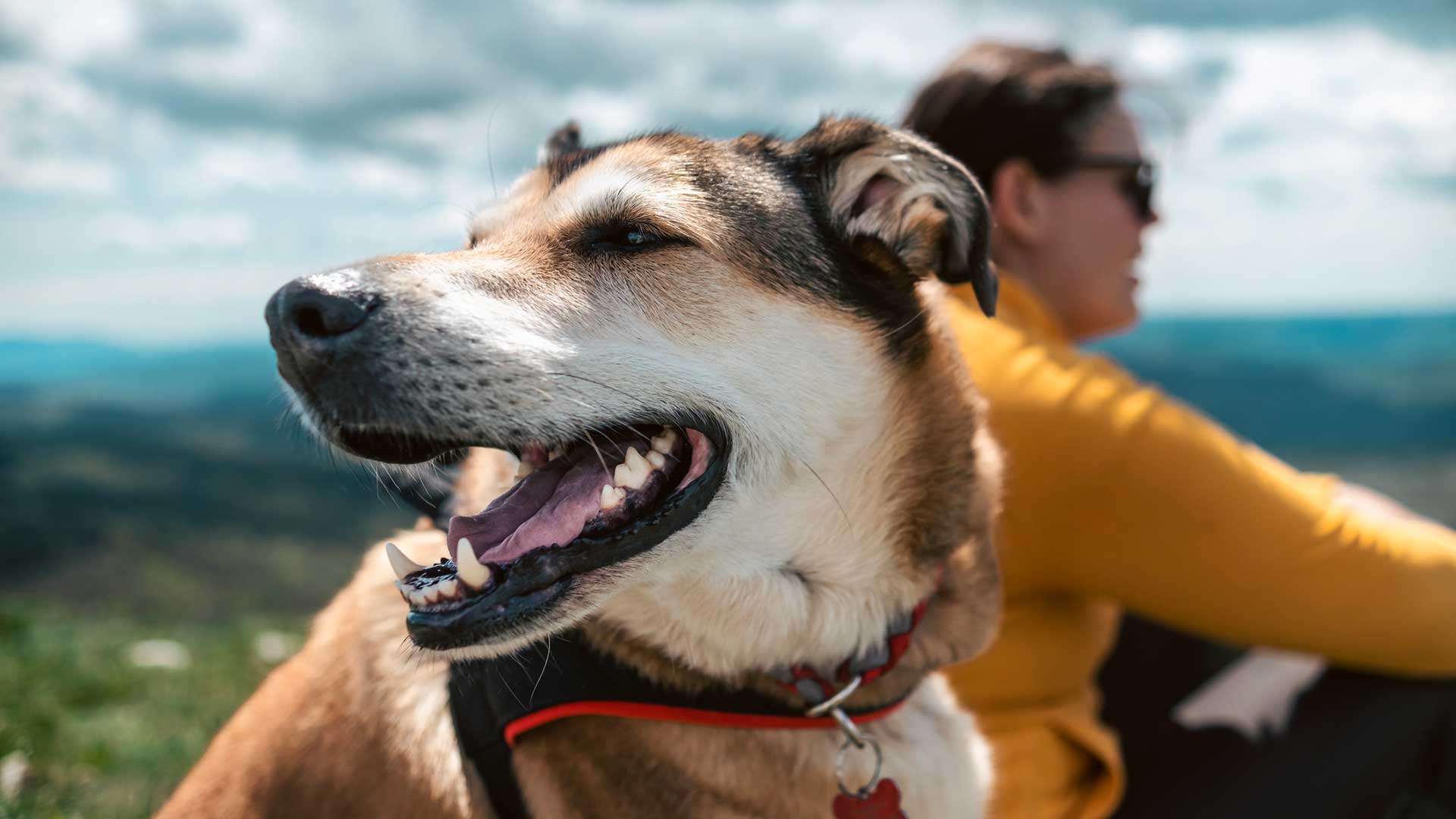 How to keep senior pet active