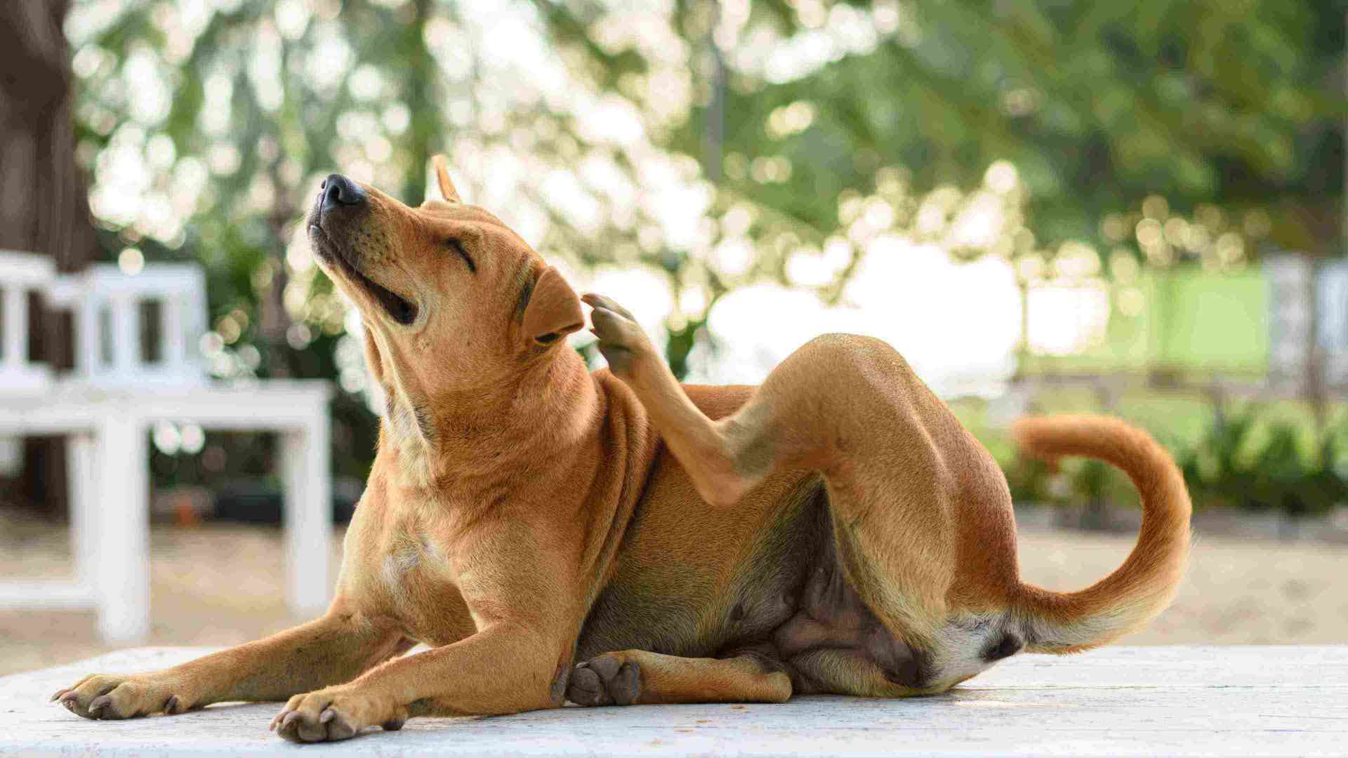 If your pet is scratching