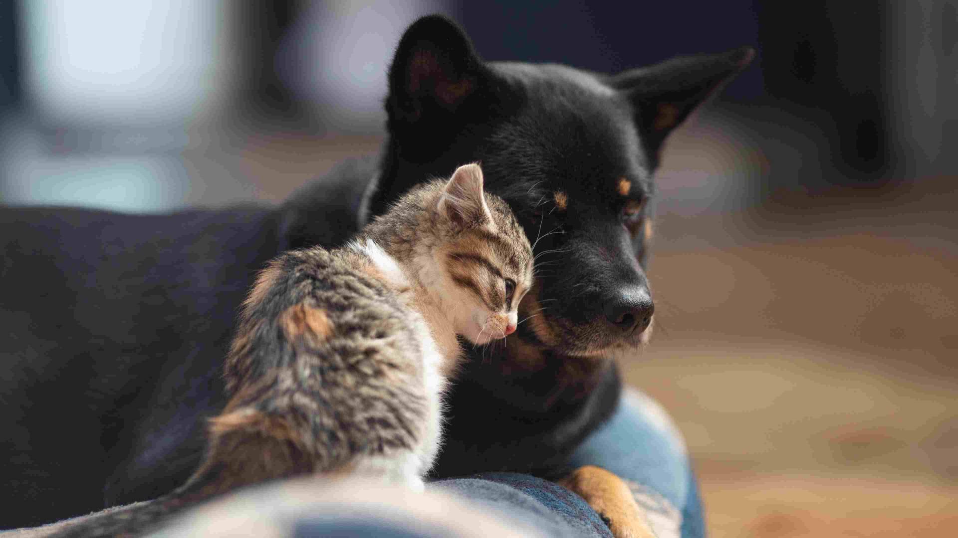 a cat and a dog together