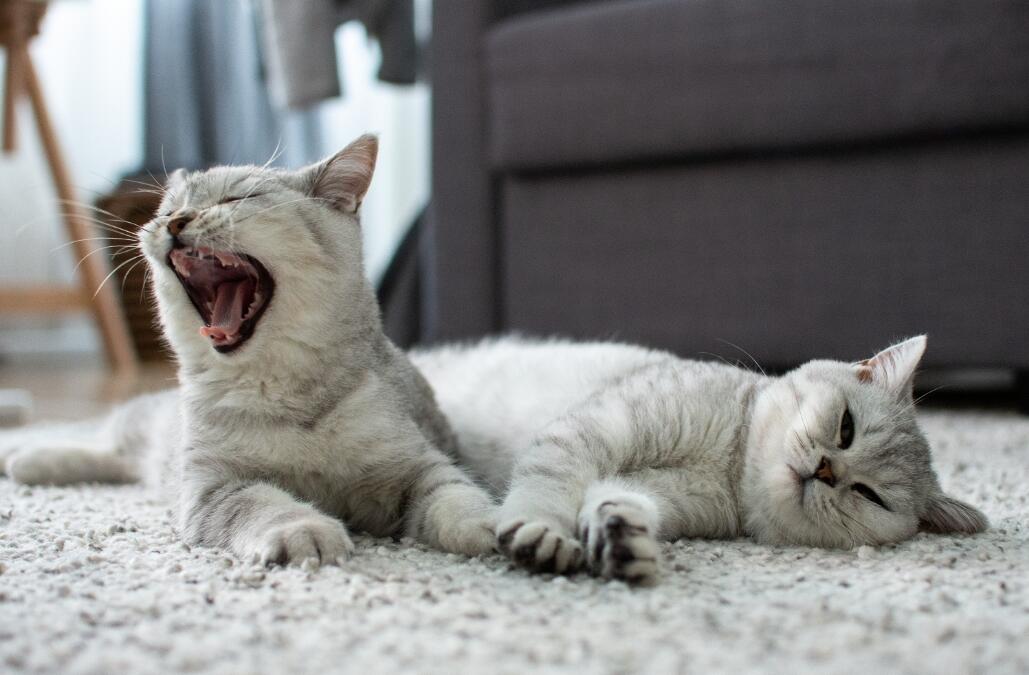 Cats lying on the floor yawning and relaxing