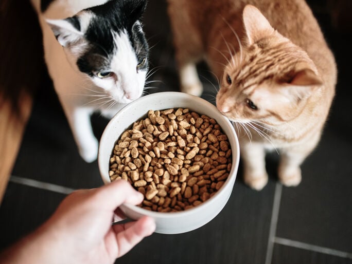 Two cats looking at a bowl of food