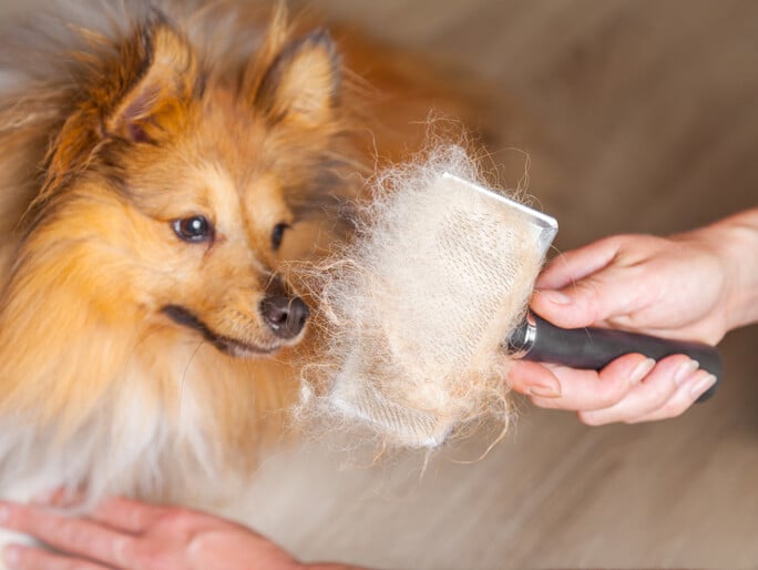 A shaggy dog next to a full hairbrush