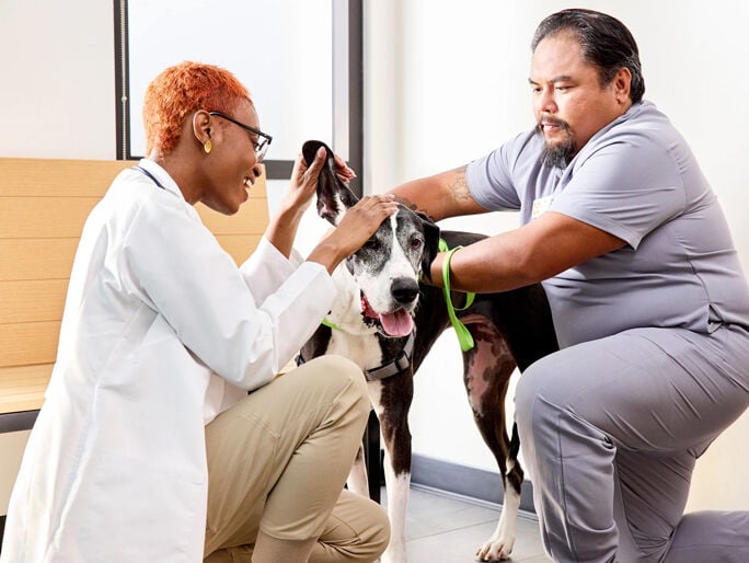 A veterinarian and tech examining a dog