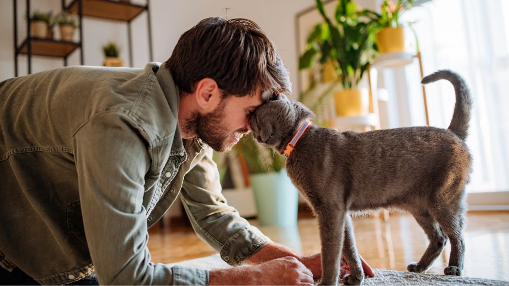 owner and cat playing