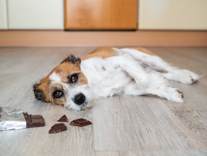 A dog laying next to chocolate squares