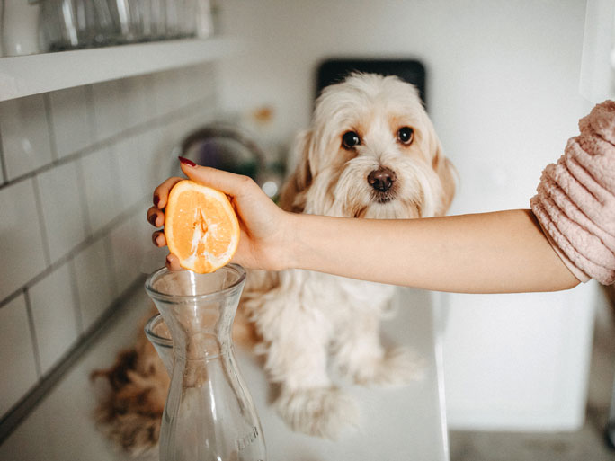 A dog watching its owner squeeze an orange
