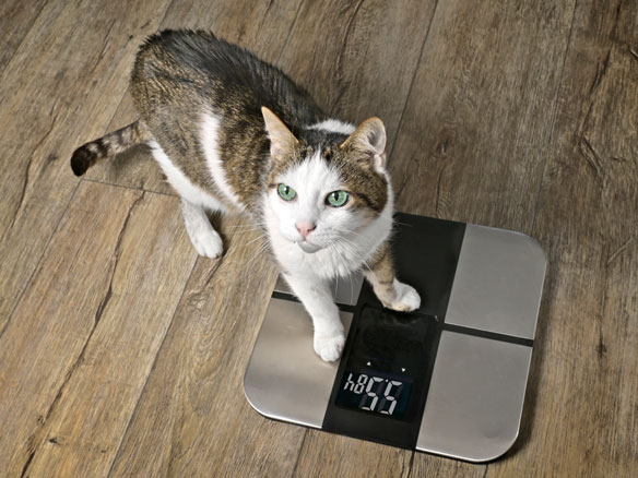 A cat stepping on a scale for a photo