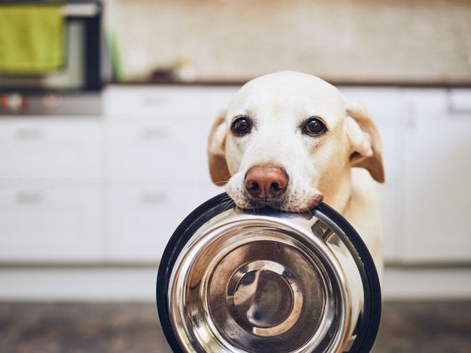 A dog with a food bowl in its mouth