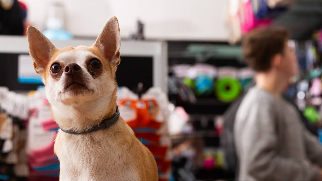 brown white dog in mall