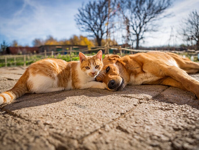 A cat laying on a dog in the sun