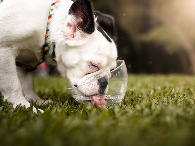 A dog licking water from a clear bowl