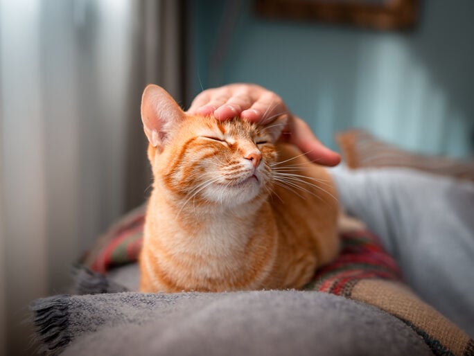 An orange cat having its head scratched
