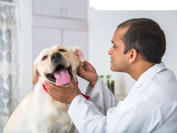 A doctor looking at a Golden Retriever's ears