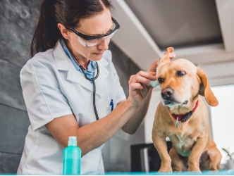A Golden Retriever getting its ear examined