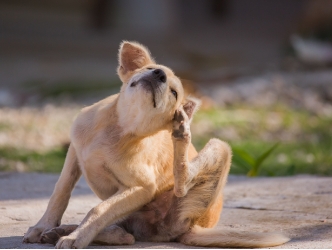 A puppy scratching their ear