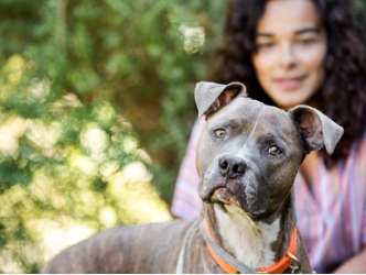 A grey dog looking into the camera