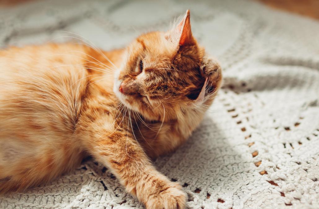 cat lying on the bed