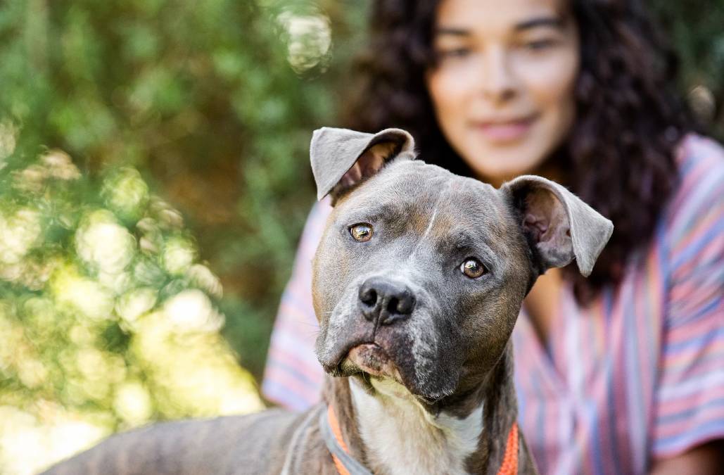 dog looking at camera