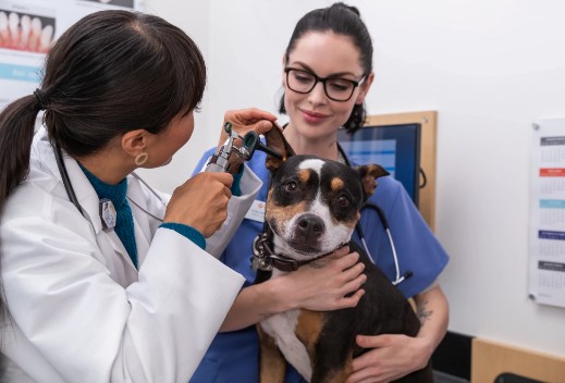 doctor checking dog's ear
