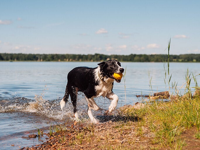 A Border Collie getting a ball from a river