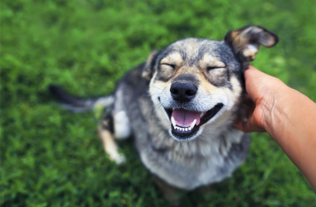A spotted dog being pet in a field
