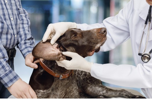 A brown dog getting its ear examined