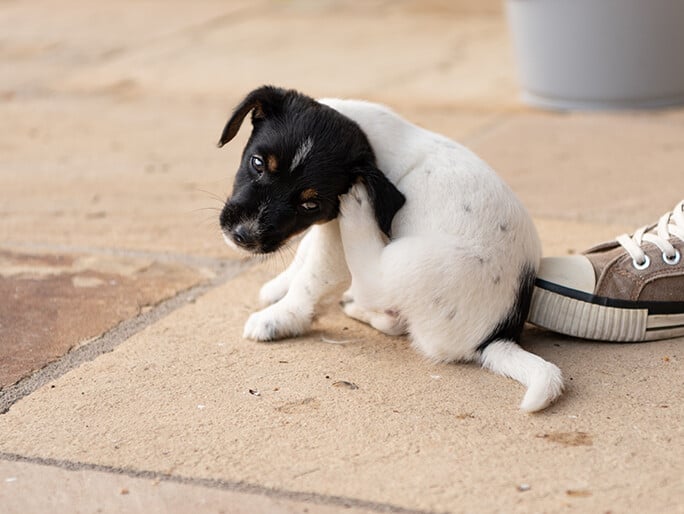 A black and white dog scratching itself