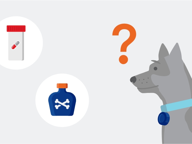 Illustration of a dog looking at poisons