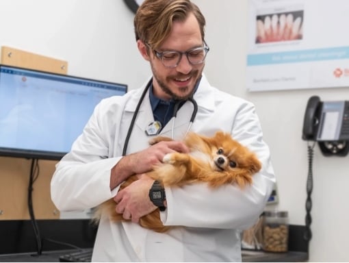 A pomeranian being treated and cradled