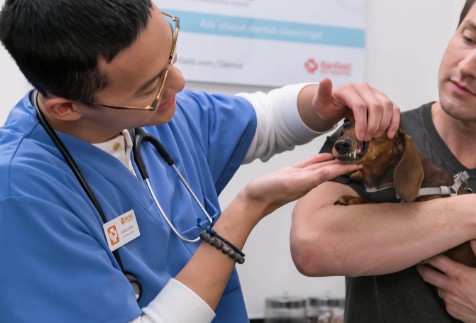 A dog being treated at the vet