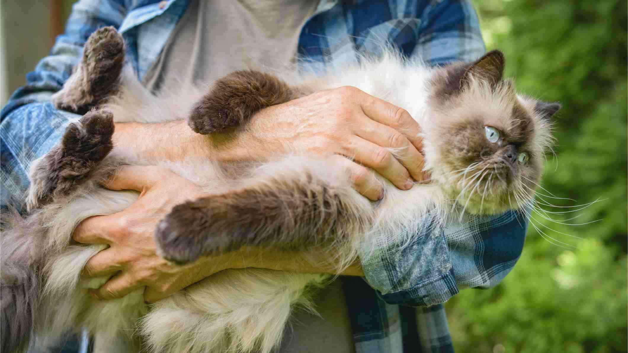 A snowshoe cat being cradled by its owner