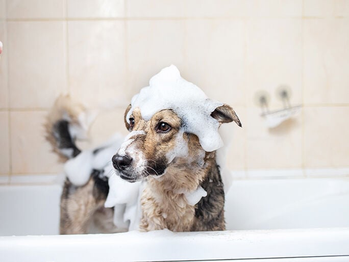 A dog getting a bath at home