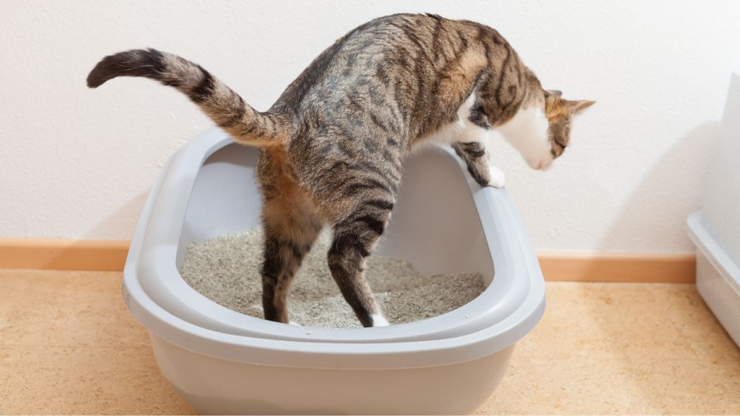 A cat leaping from it's litter box