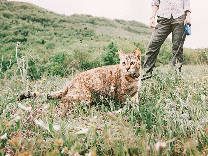 A brown and gray cat roaming a field with it's owner