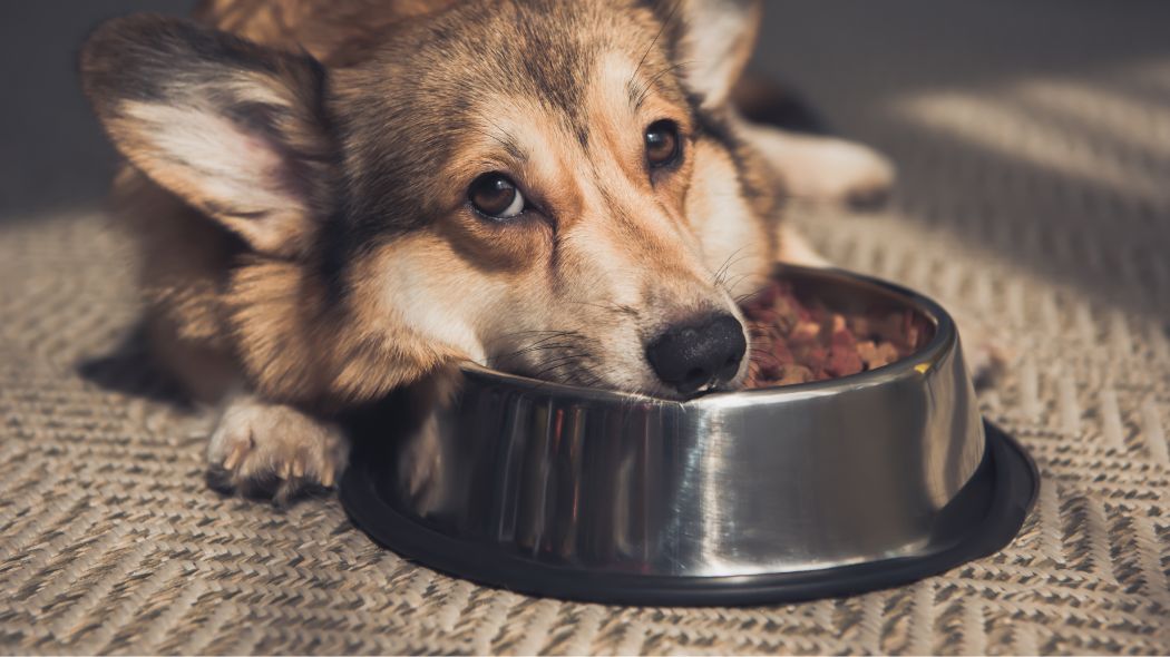 A dog laying next to a bowl of food