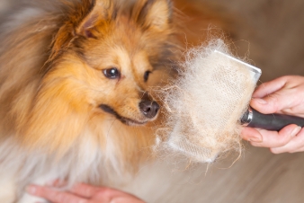 owner caring his pet