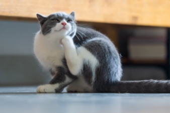 cat scratching its jaw