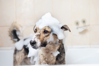 A dog taking a bubble bath