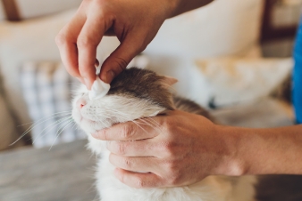 doctor cleaning the cat