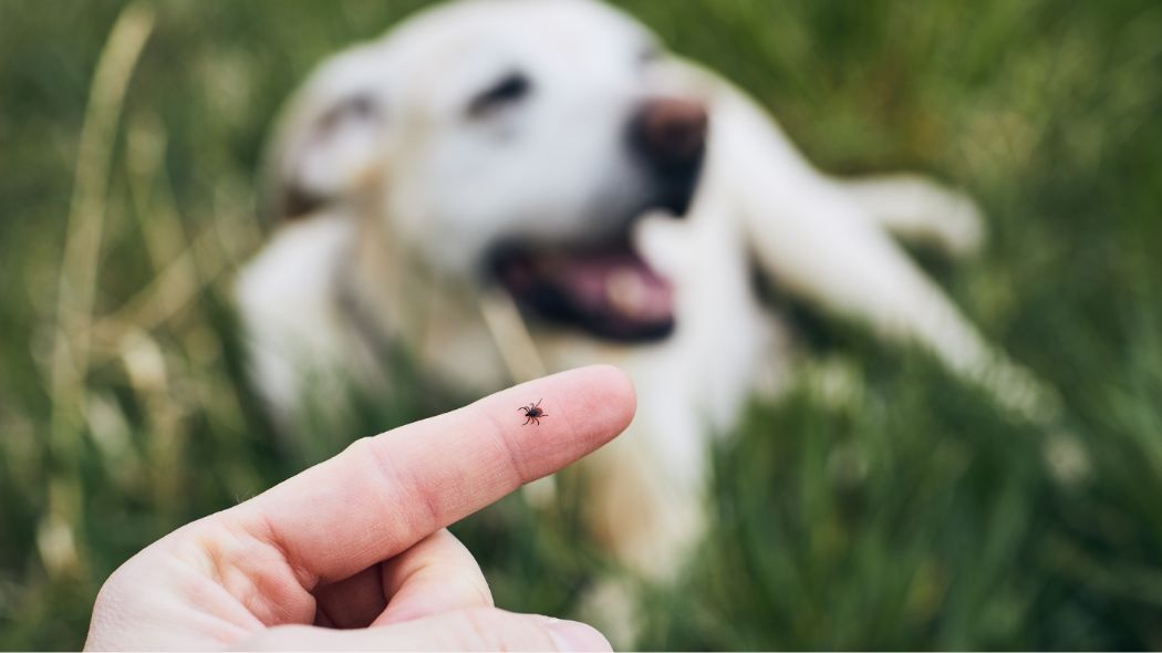 A tick on a finger next to a Golden Retriever