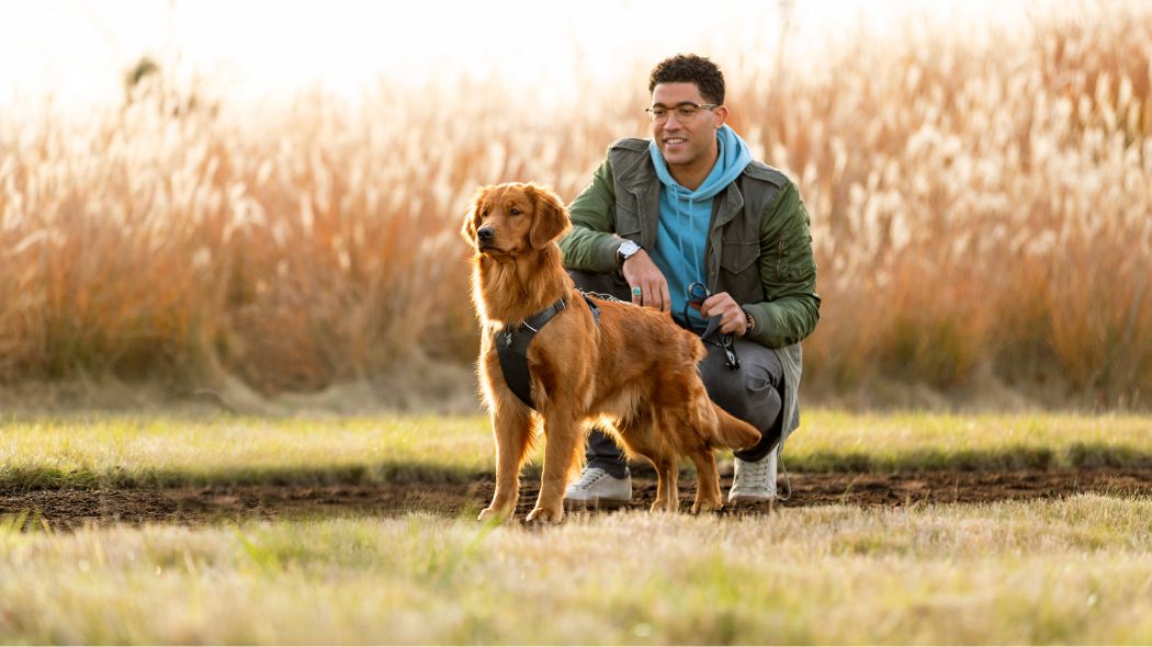 A brown dog in a field with their owner