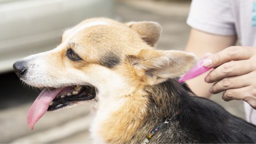 A black and brown dog getting checked for ticks