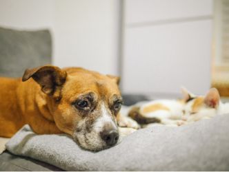 A sickly dog and cat laying next to each other