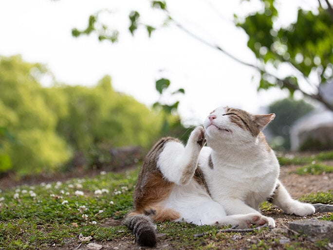 A brown and white cat scratching its ear