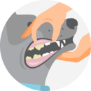 Illustration of hands examining a dog's mouth