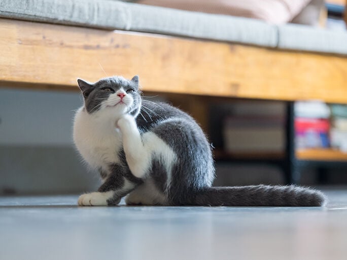 grey and white cat on floor