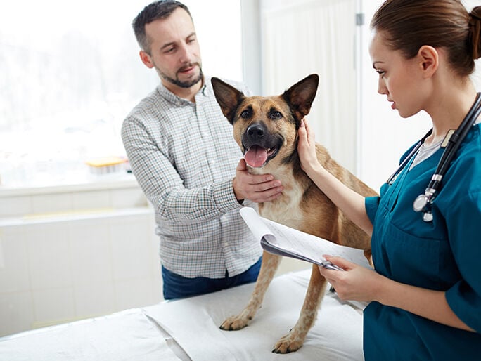doctor checking dog in hospital