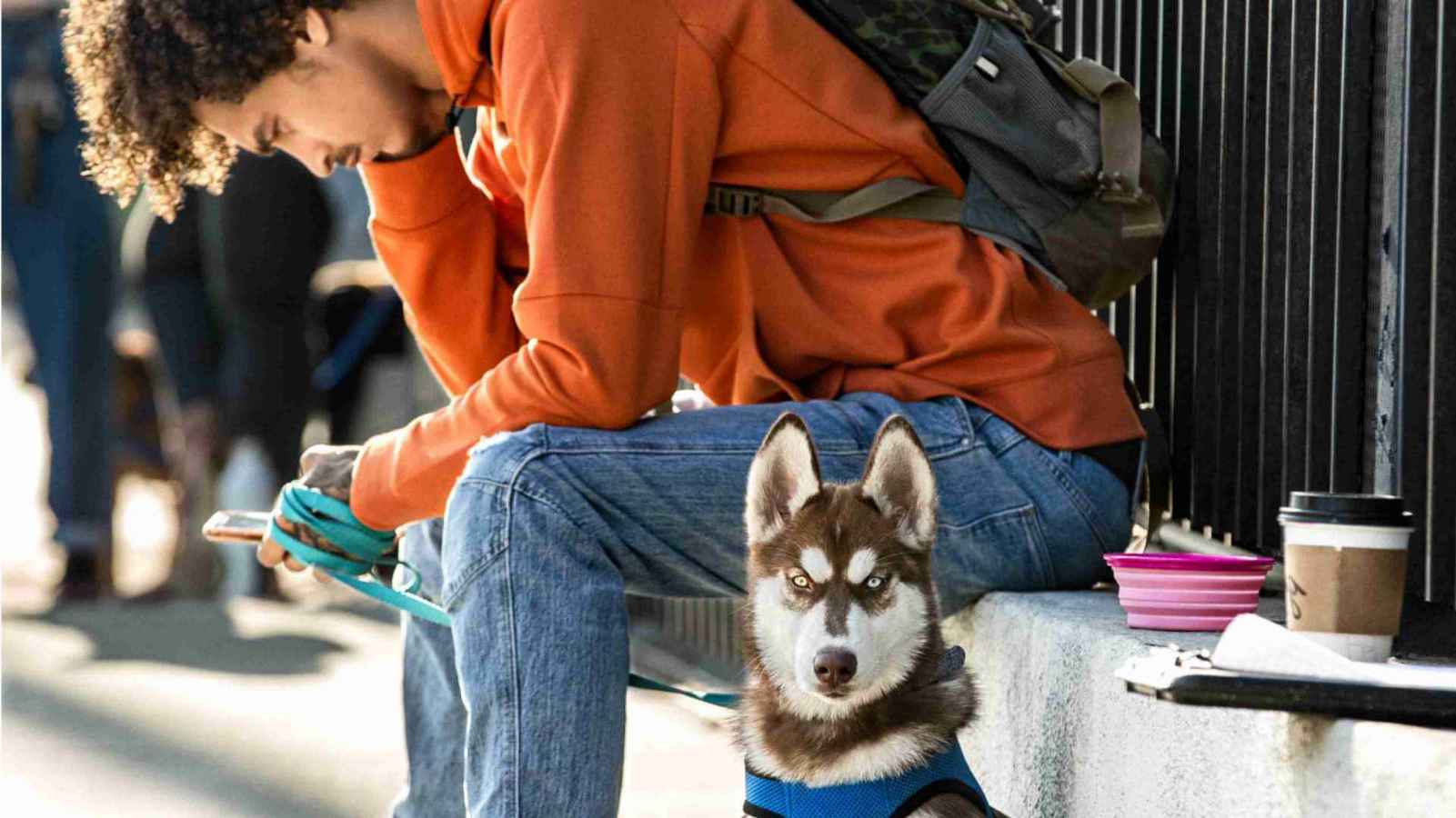 angry dog looking with owner