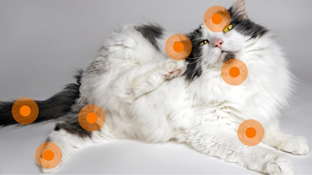 a cat scratching itself